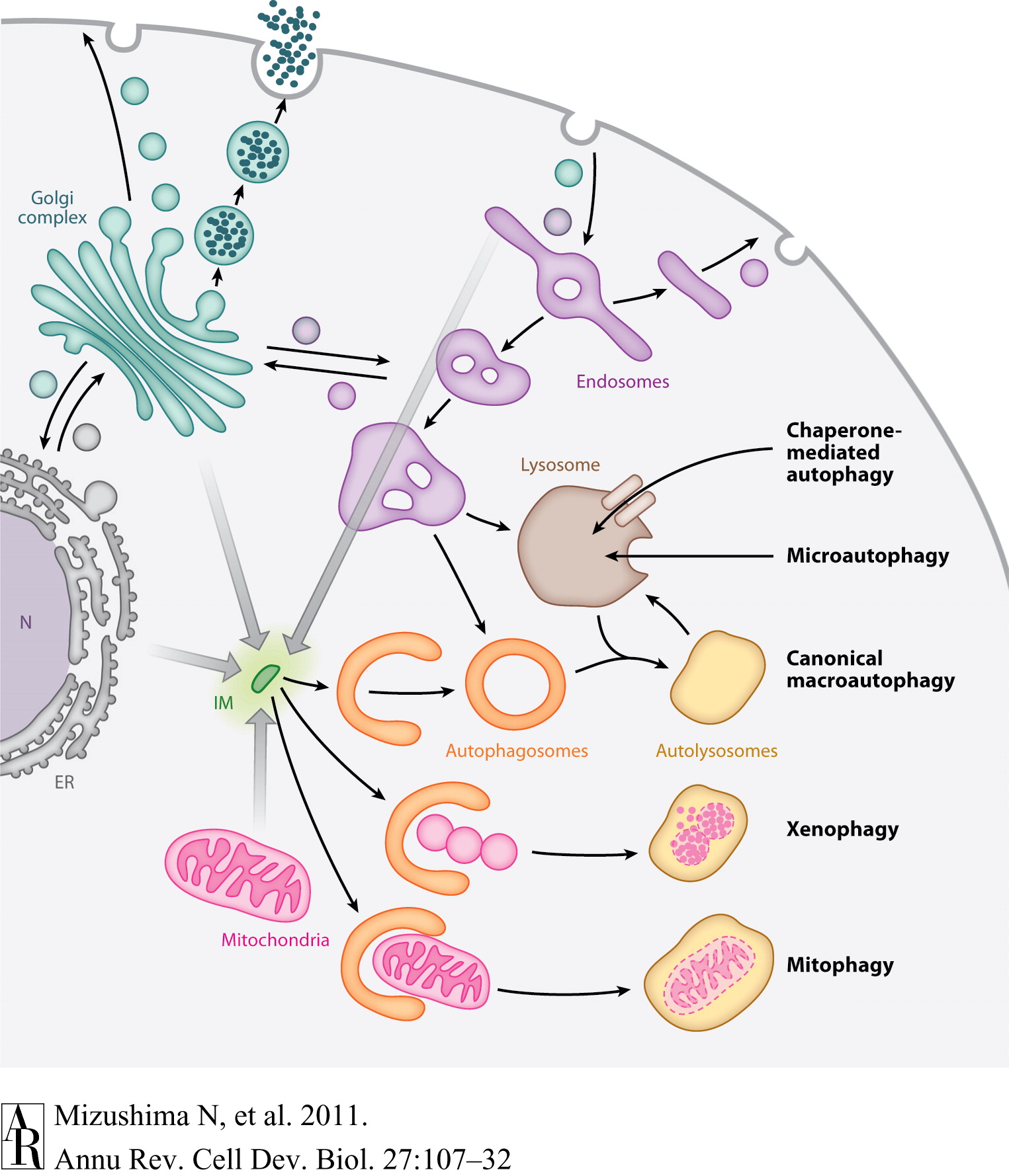 cellbio270107-f1