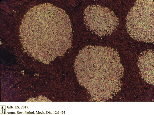 pm12-jaffe