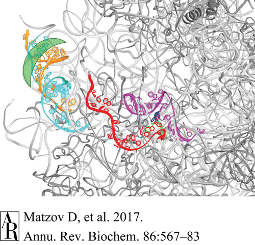 bi-ribosomal rna