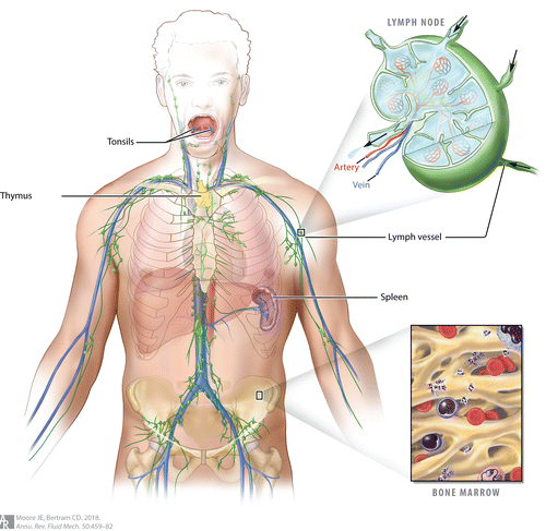 fl50-lymph